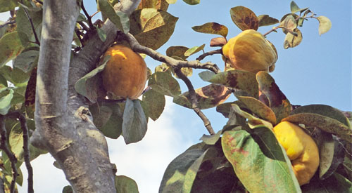 Quinces by Jeffery Beam