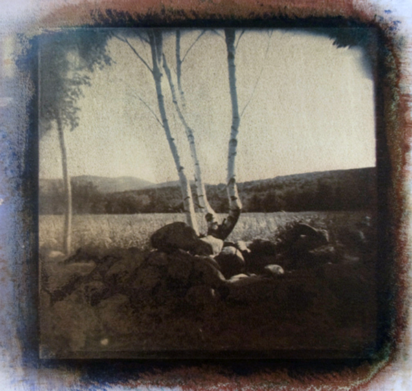 Birches - gum bichromate photograph (c) Alan Dehmer