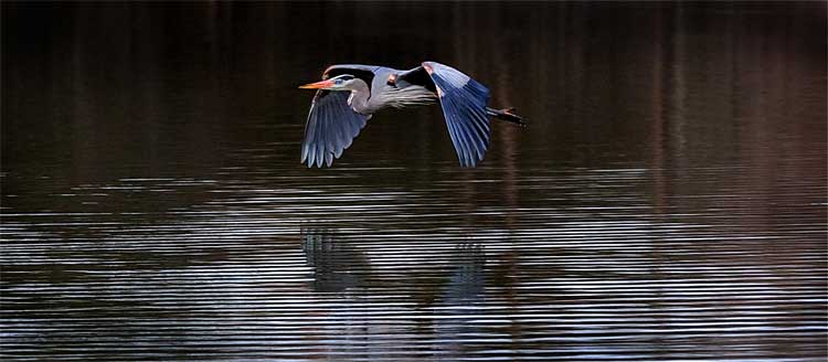 Blue Heron in Flight (c) Gene Furr