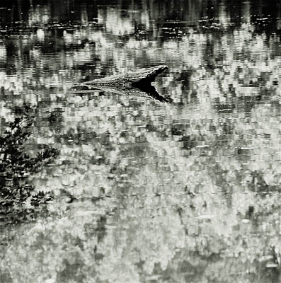 Local Jaws - photo (c) Jean-Christian Rostagni