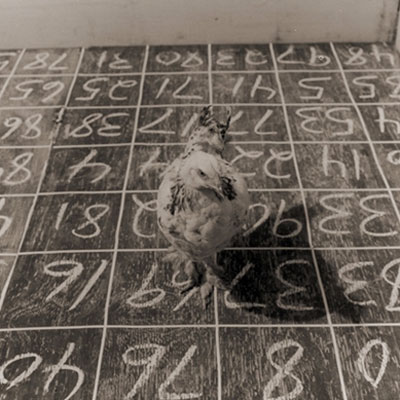 Chick Drop photo copyright Bryce Lankard