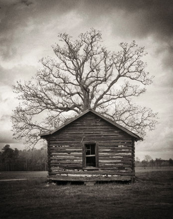 Tree House (c) 2013 Wojtek  Wojdynski